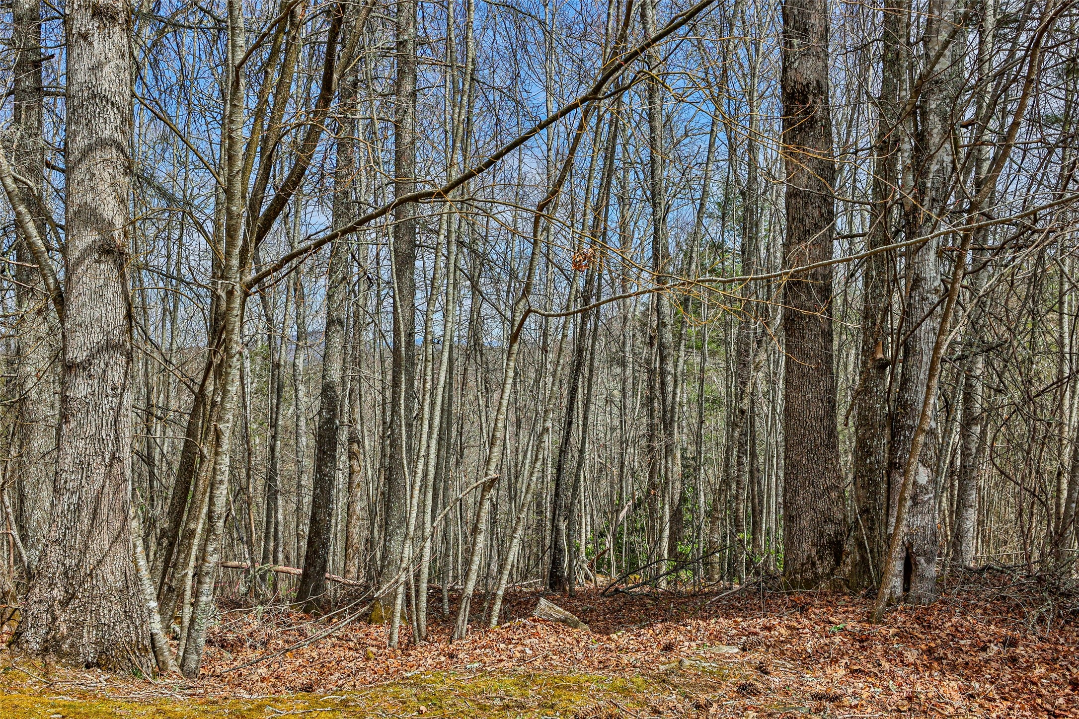 124 Compass Rose Way Cullowhee, NC 28723 - Photo 2 of 55 Gallery Image 2