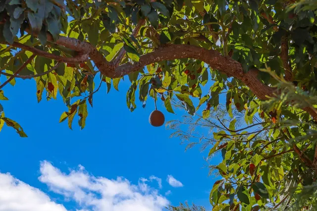 $595,000 | 0 Haleakala Highway, Unit 1, Kula, HI 96790