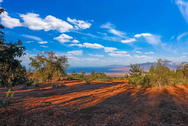 a view of a yard with an ocean