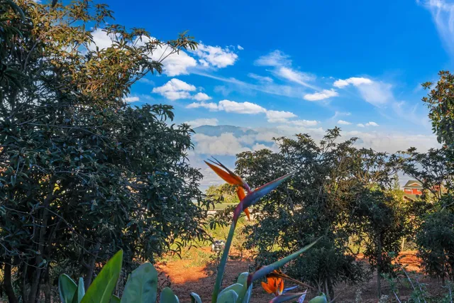 a view of a yard with plants and trees