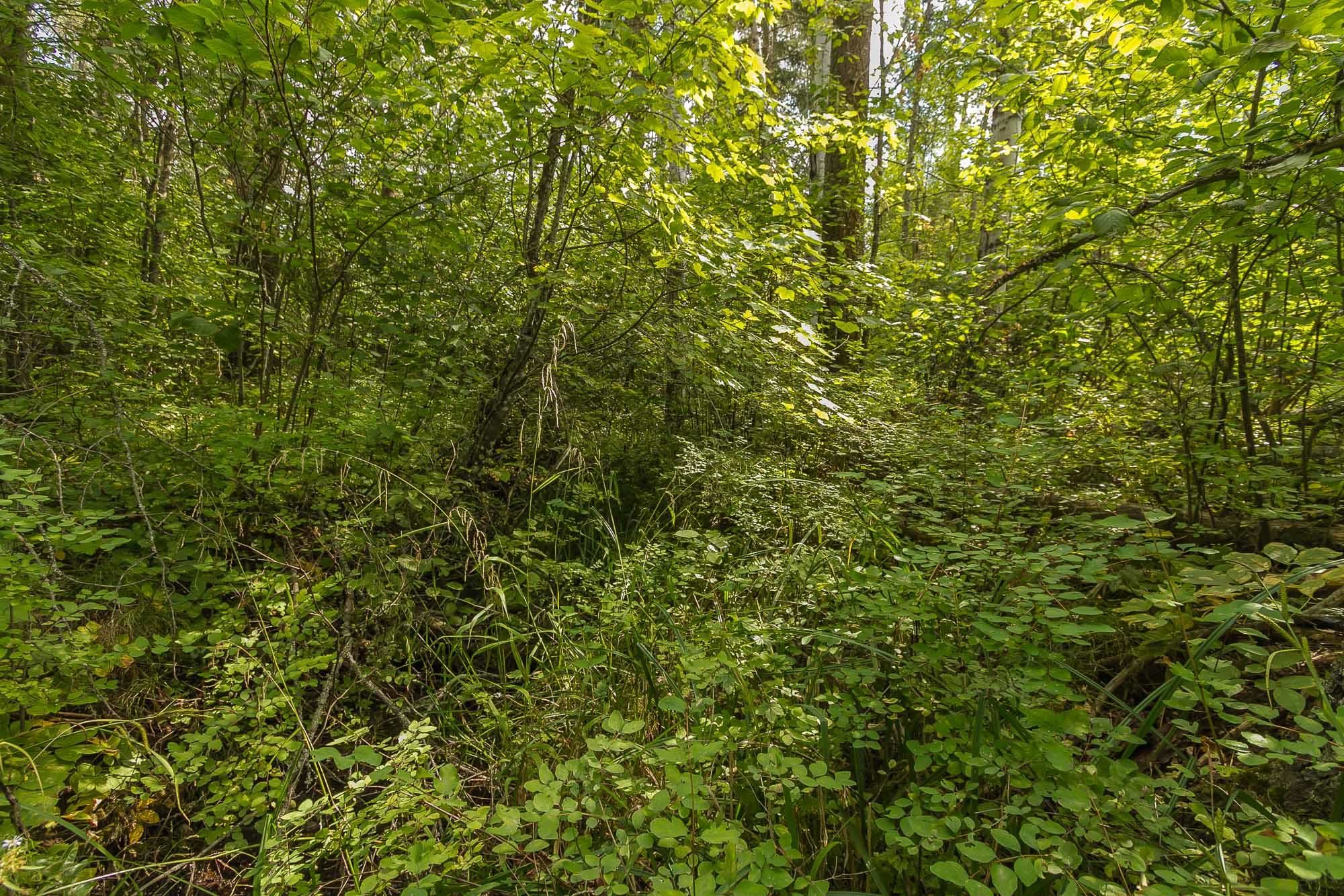 3614 Sand Creek Road Kettle Falls, WA 99141 - Photo 8 of 13 Gallery Image 8