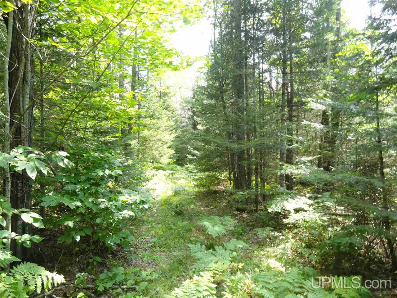 40-acres 40-acres Co Road Ishpeming, MI 49849 - Photo 6 of 36