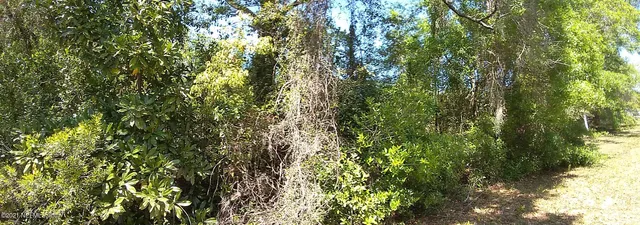 a view of a yard with plants and large trees