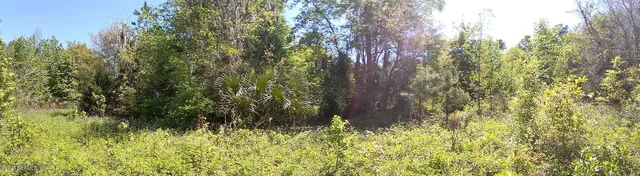 a closeup of a plant