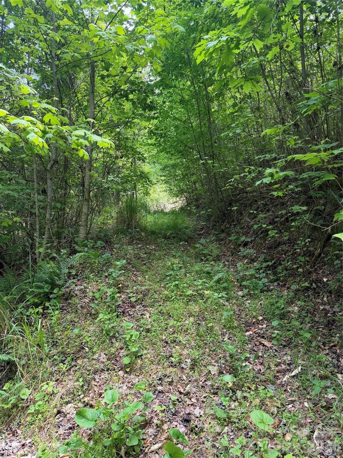 408 Arvil Gosnell Road Marshall, NC 28753 - Photo 9 of 31 a view of a lush green forest