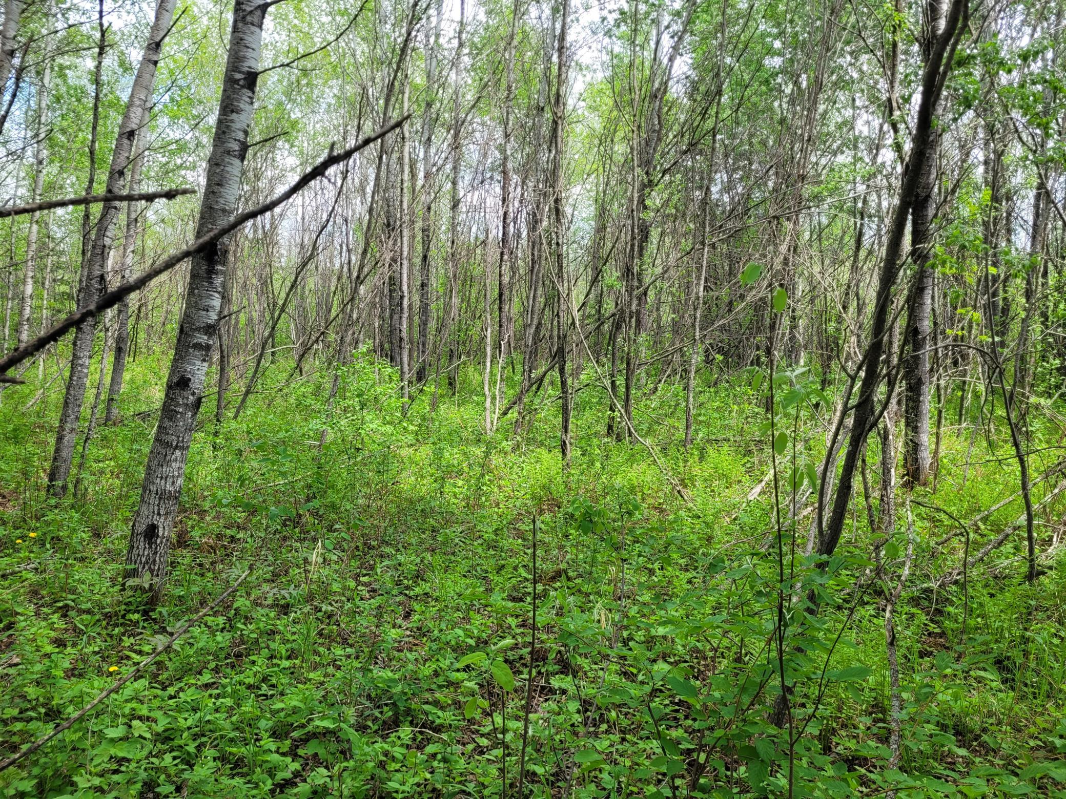 68232 County Road 547 Cook, MN 55723 - Photo 11 of 16