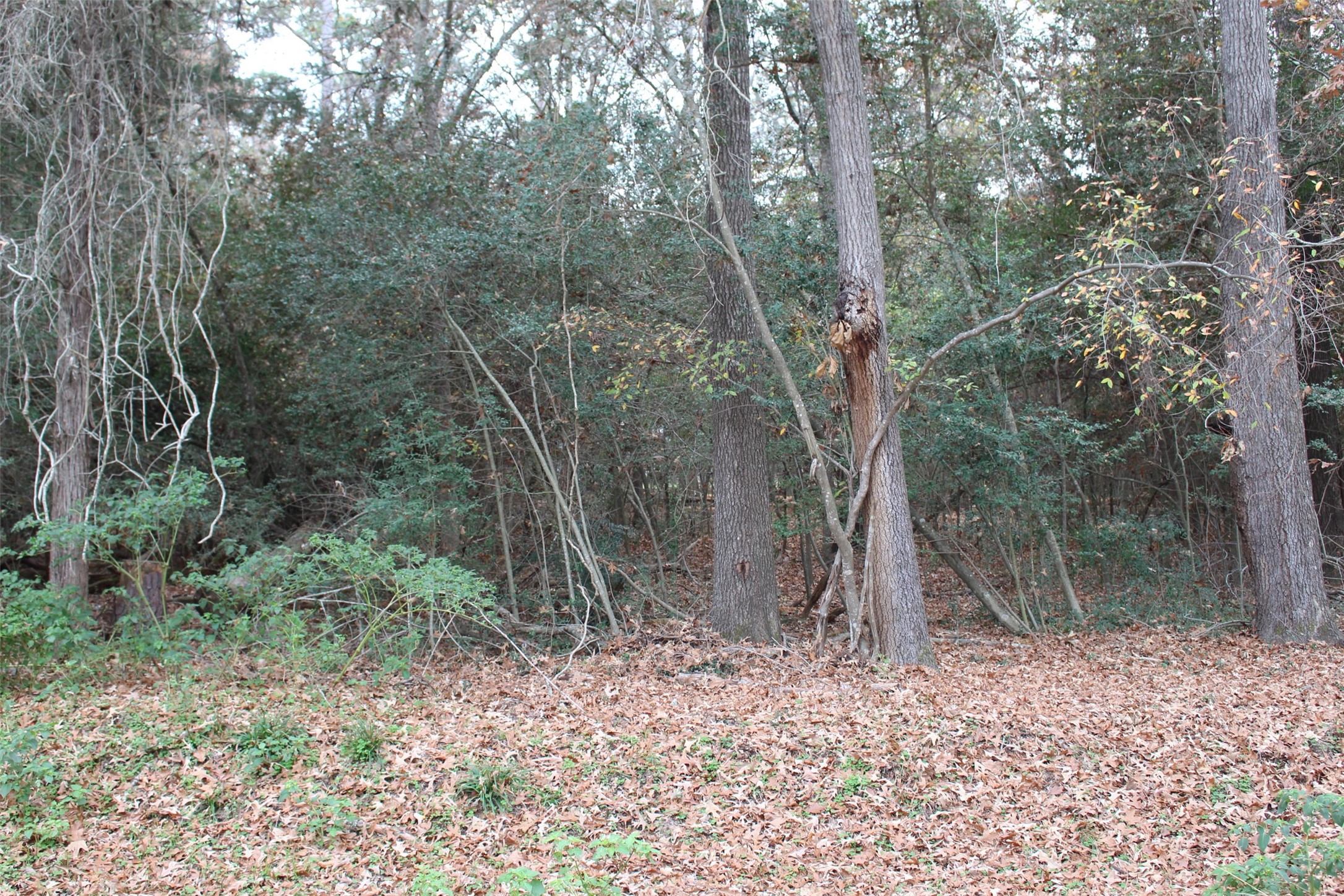 225 Dailey Road Crockett, TX 75835 - Photo 5 of 19