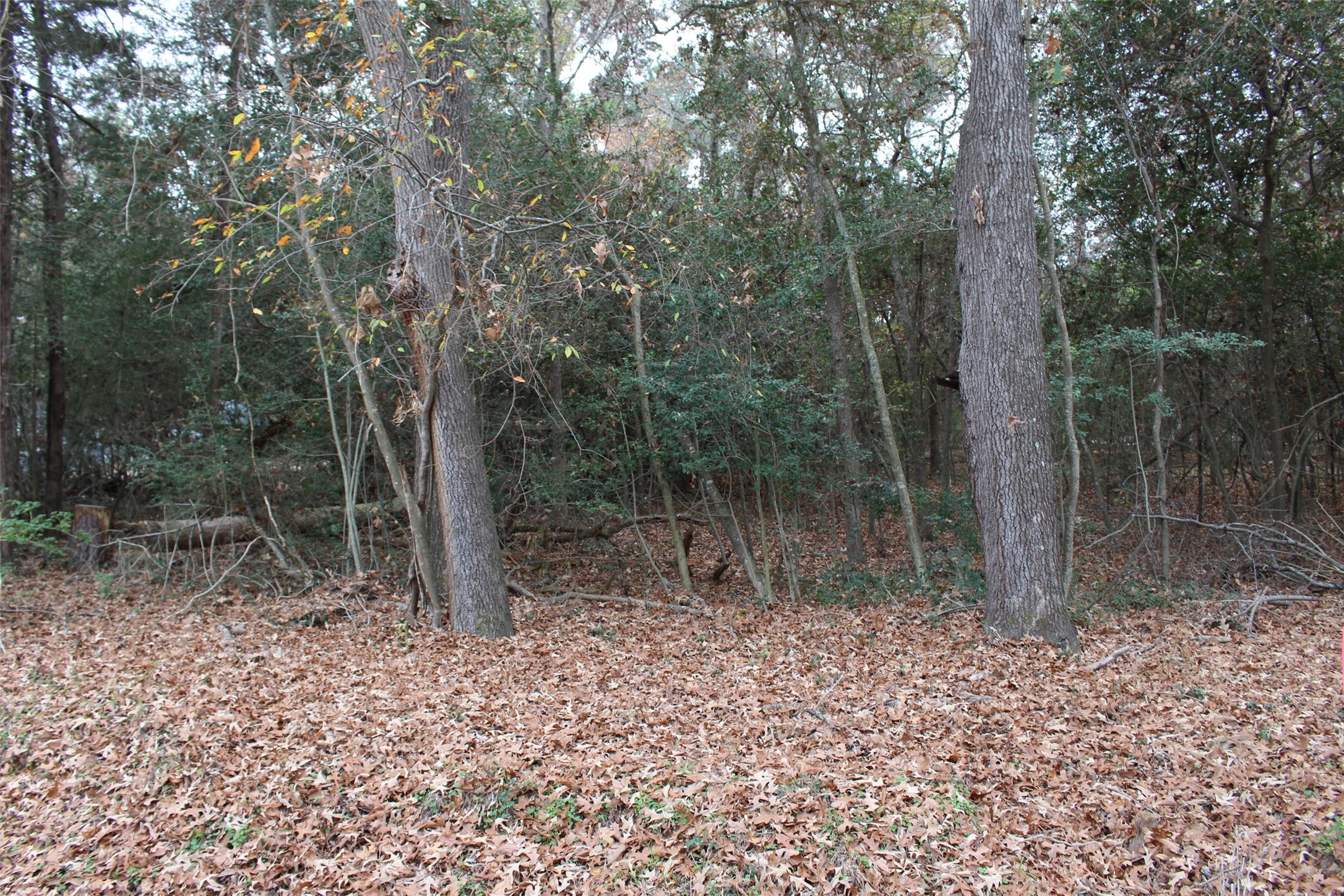 225 Dailey Road Crockett, TX 75835 - Photo 6 of 19