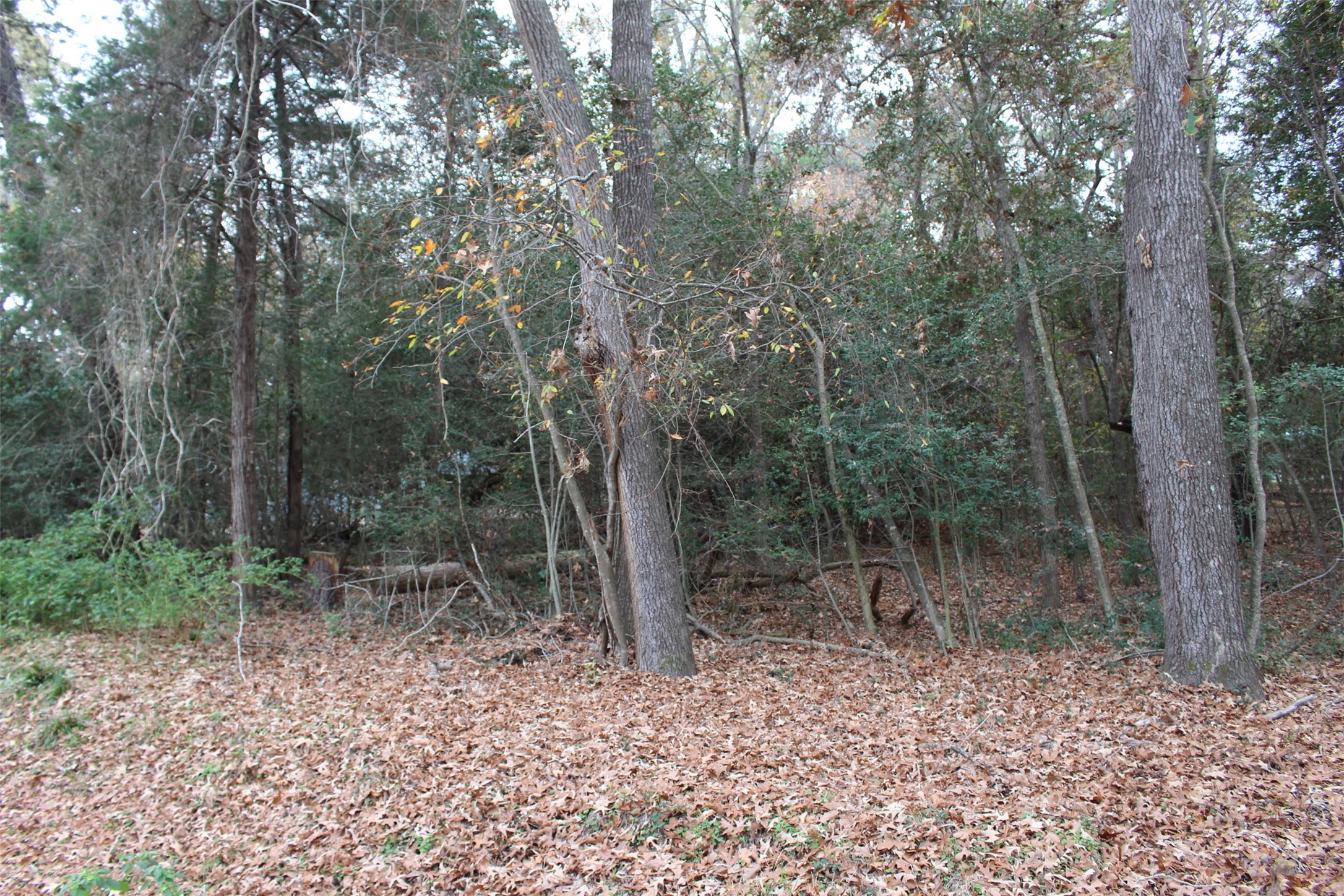 225 Dailey Road Crockett, TX 75835 - Photo 7 of 19