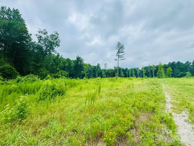 a view of a backyard with plants and large trees