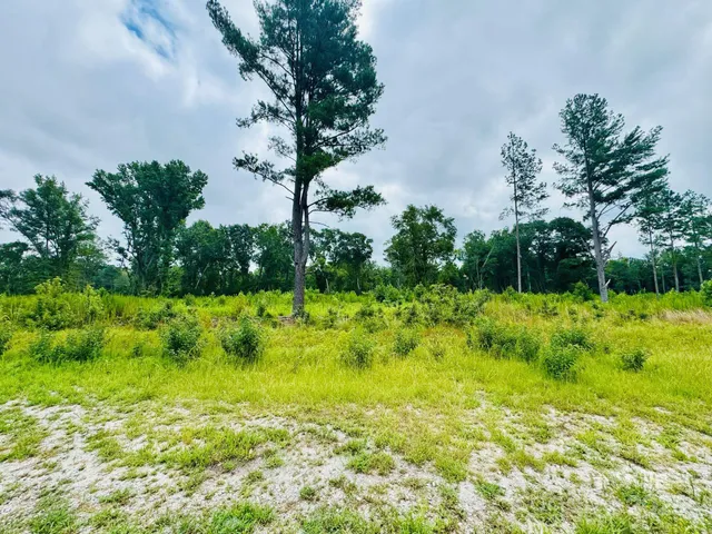 a view of a green yard with plants and large trees