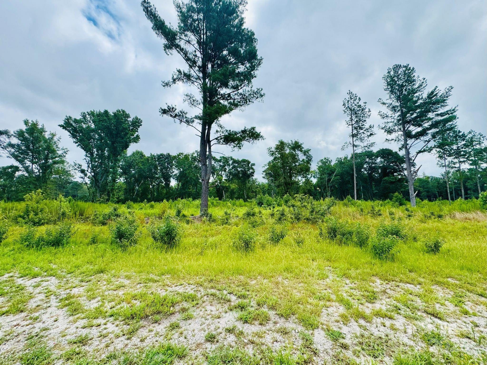 Tract A Tract A Santa Anita Road Cheraw, SC 29520 - Photo 5 of 9