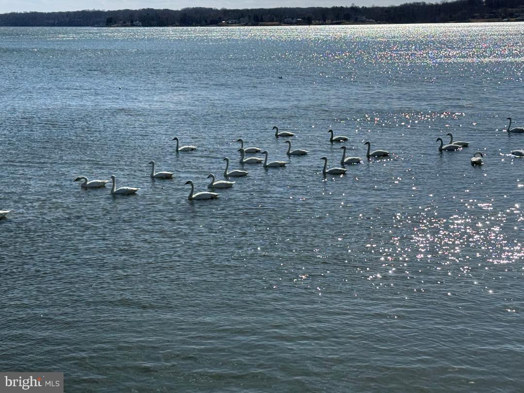 6040 Melbourne Avenue Deale, MD 20751 - Photo 23 of 37 a view of a lake with outdoor space