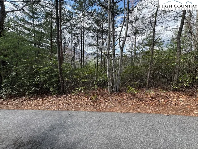 a view of a forest filled with trees