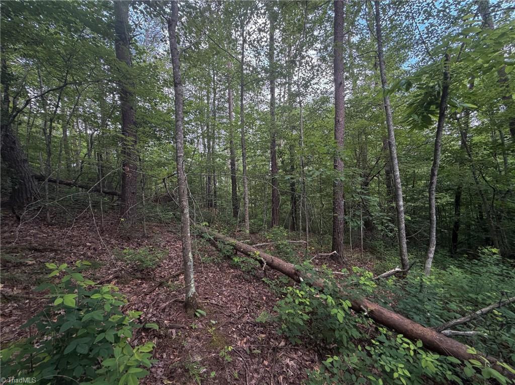 0 Lynchburg Road Westfield, NC 27053 - Photo 5 of 6
