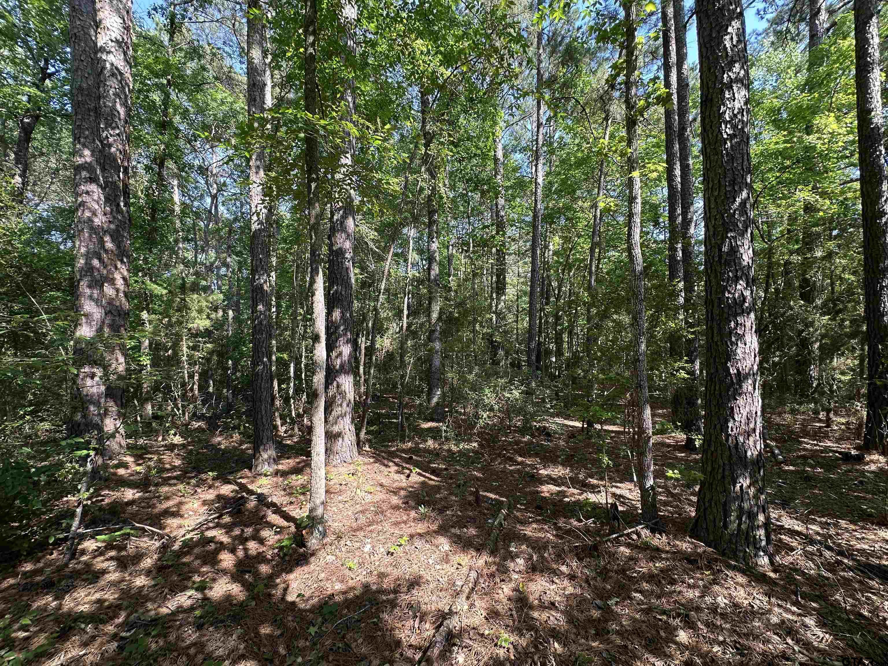 Tbd South Easy Street Rusk, TX 75785 - Photo 12 of 20 a view of forest
