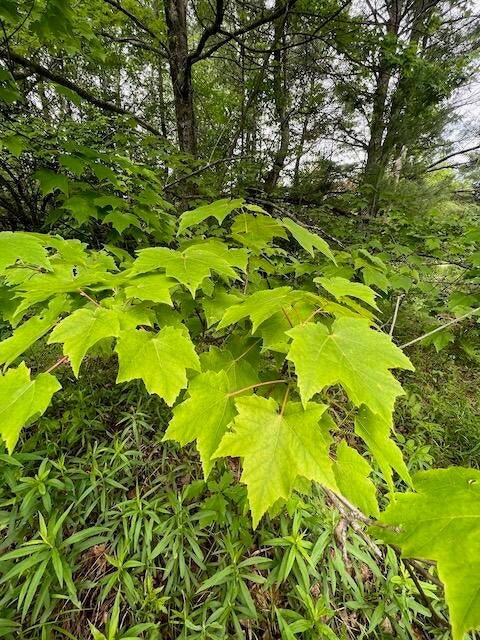 Ray Road Mio, MI 48647 - Photo 22 of 30 Gallery Image 22