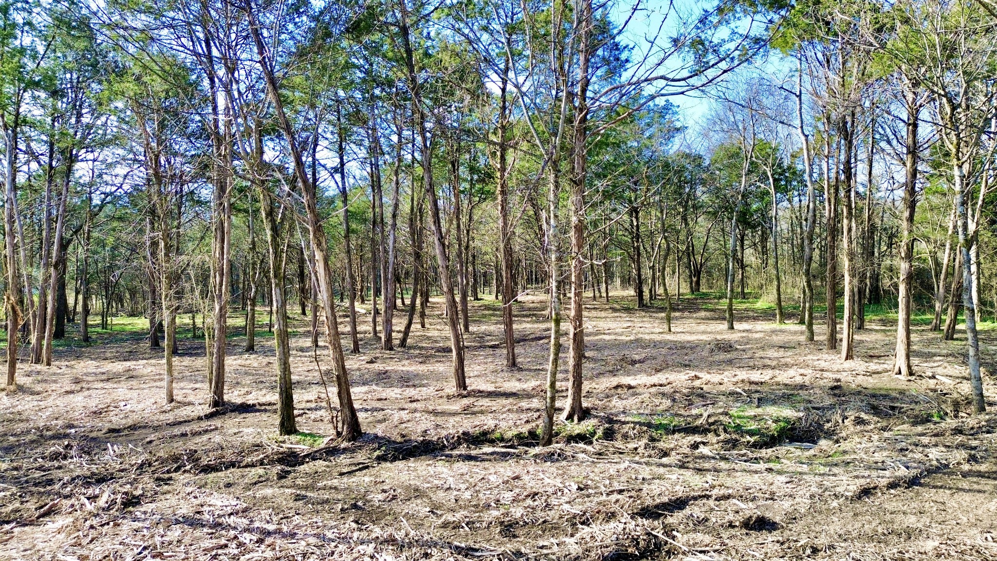 8649 Taliaferro Road Eagleville, TN 37060 - Photo 11 of 24 a backyard of a house with lots of trees