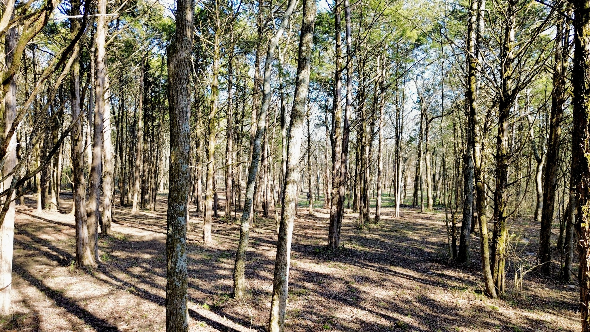 8649 Taliaferro Road Eagleville, TN 37060 - Photo 13 of 24 a view of outdoor space