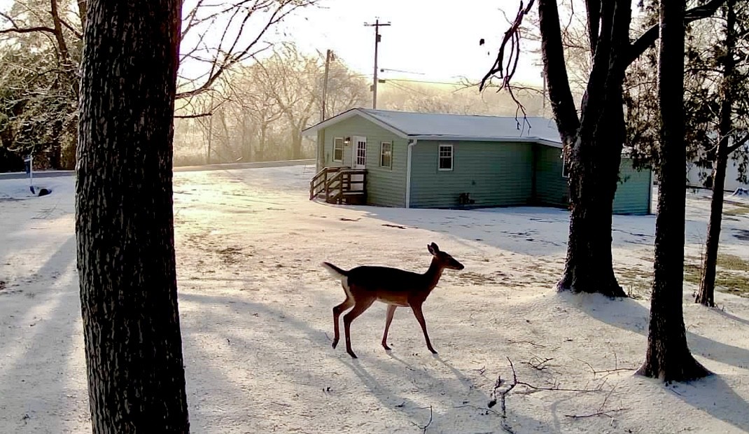 8649 Taliaferro Road Eagleville, TN 37060 - Photo 2 of 24 a view of a yard with a tree