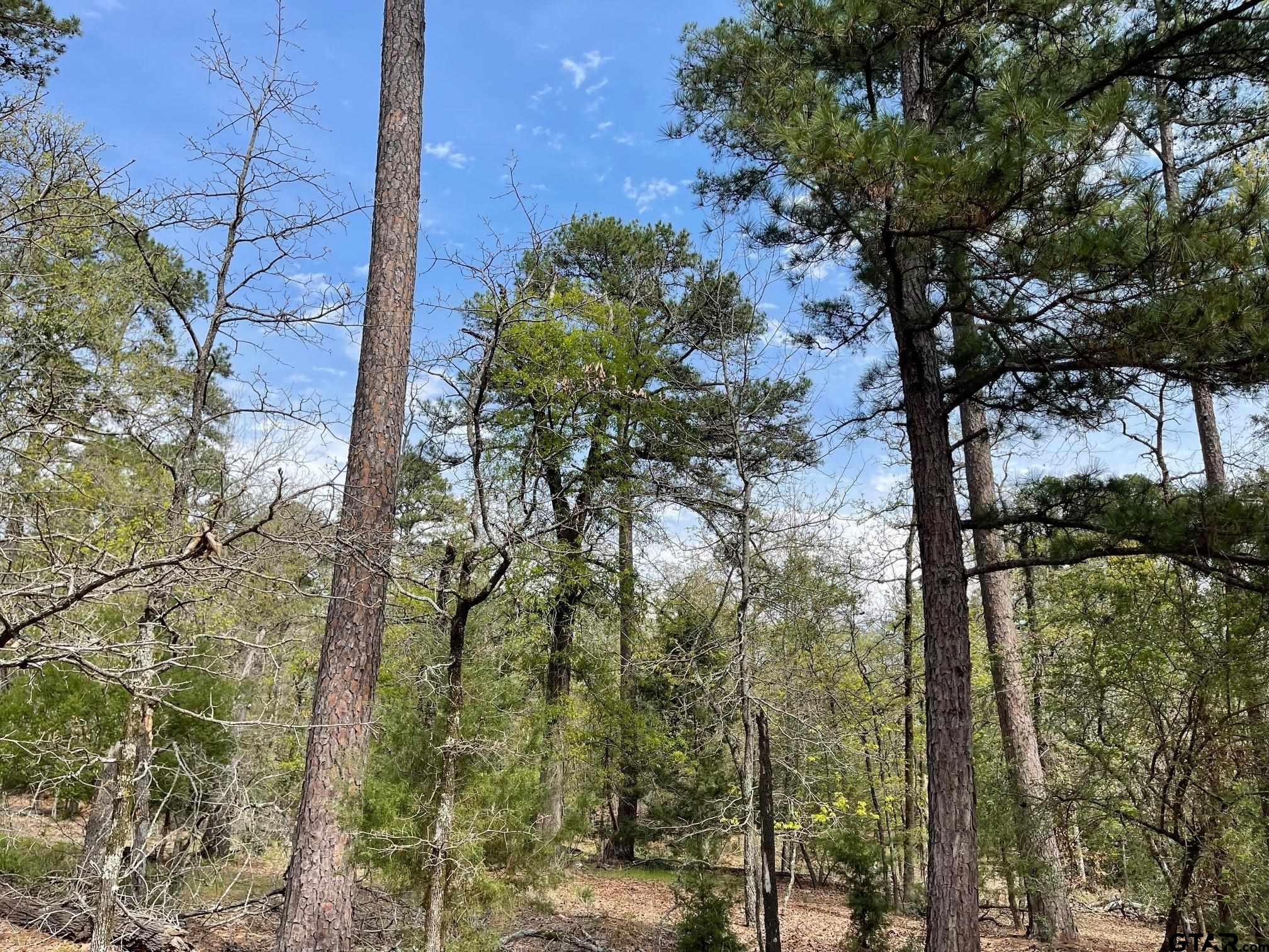 Tbd Winding Trail Holly Lake Ranch, TX 75765 - Photo 15 of 26 a view of a tree in the middle of a forest