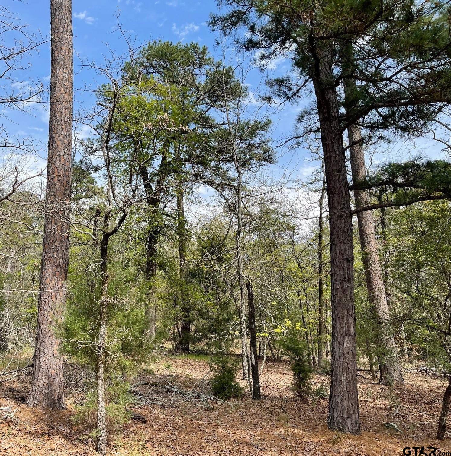 Tbd Winding Trail Holly Lake Ranch, TX 75765 - Photo 16 of 26 a view of a tree