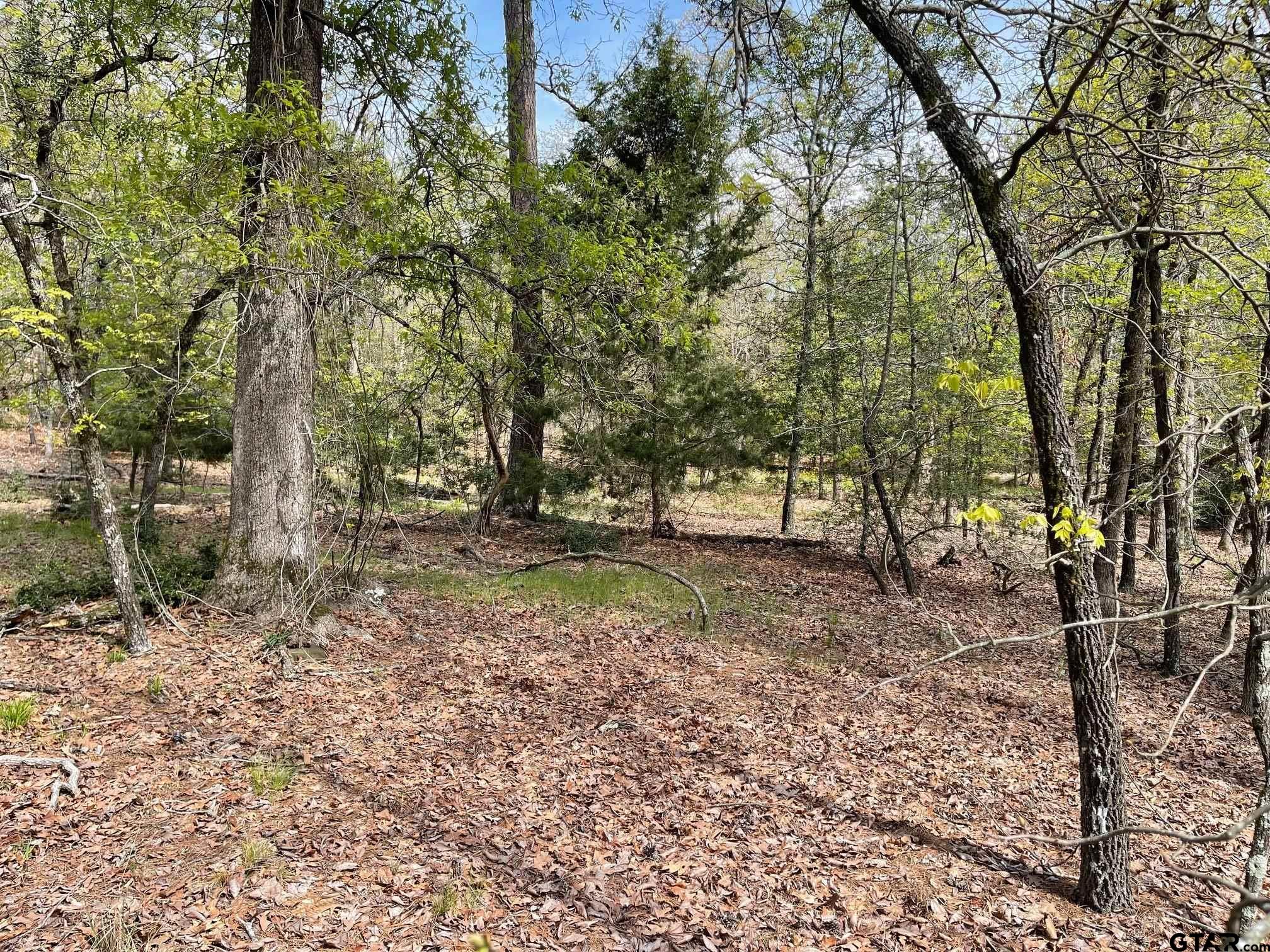 Tbd Winding Trail Holly Lake Ranch, TX 75765 - Photo 17 of 26 a view of outdoor space with trees