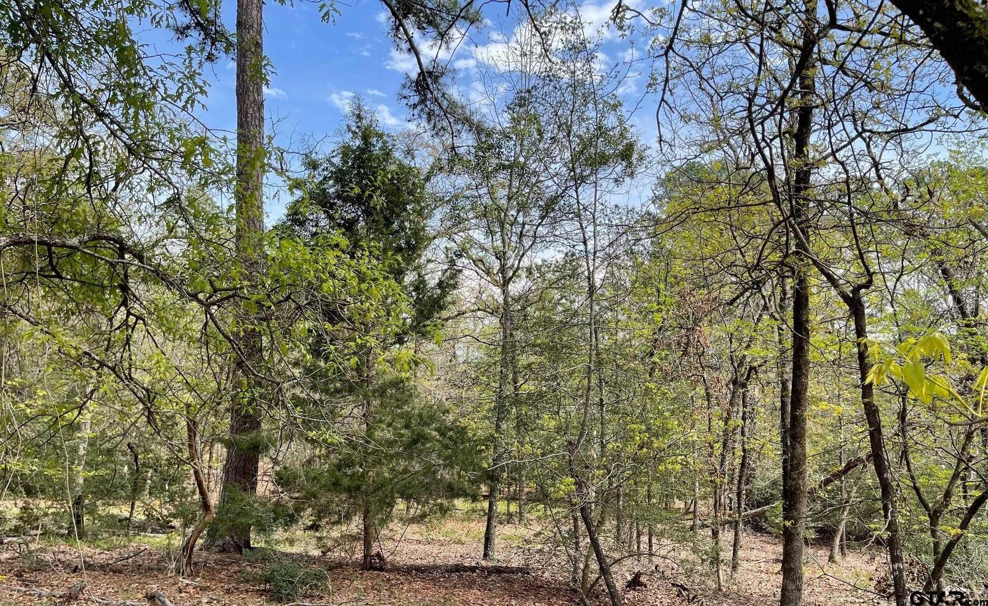 Tbd Winding Trail Holly Lake Ranch, TX 75765 - Photo 18 of 26 a view of a trees in a yard