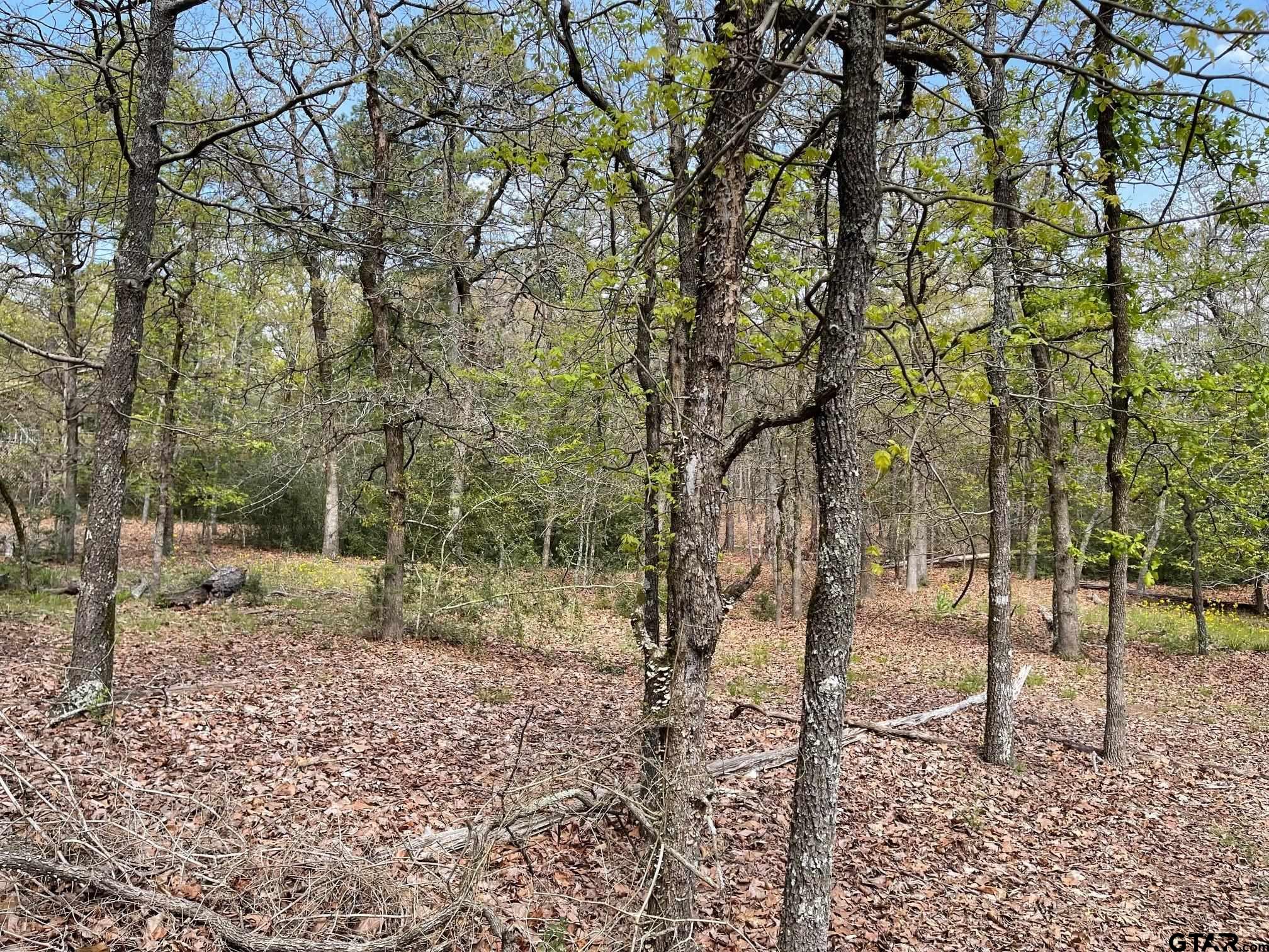 Tbd Winding Trail Holly Lake Ranch, TX 75765 - Photo 19 of 26 a view of a forest filled with trees