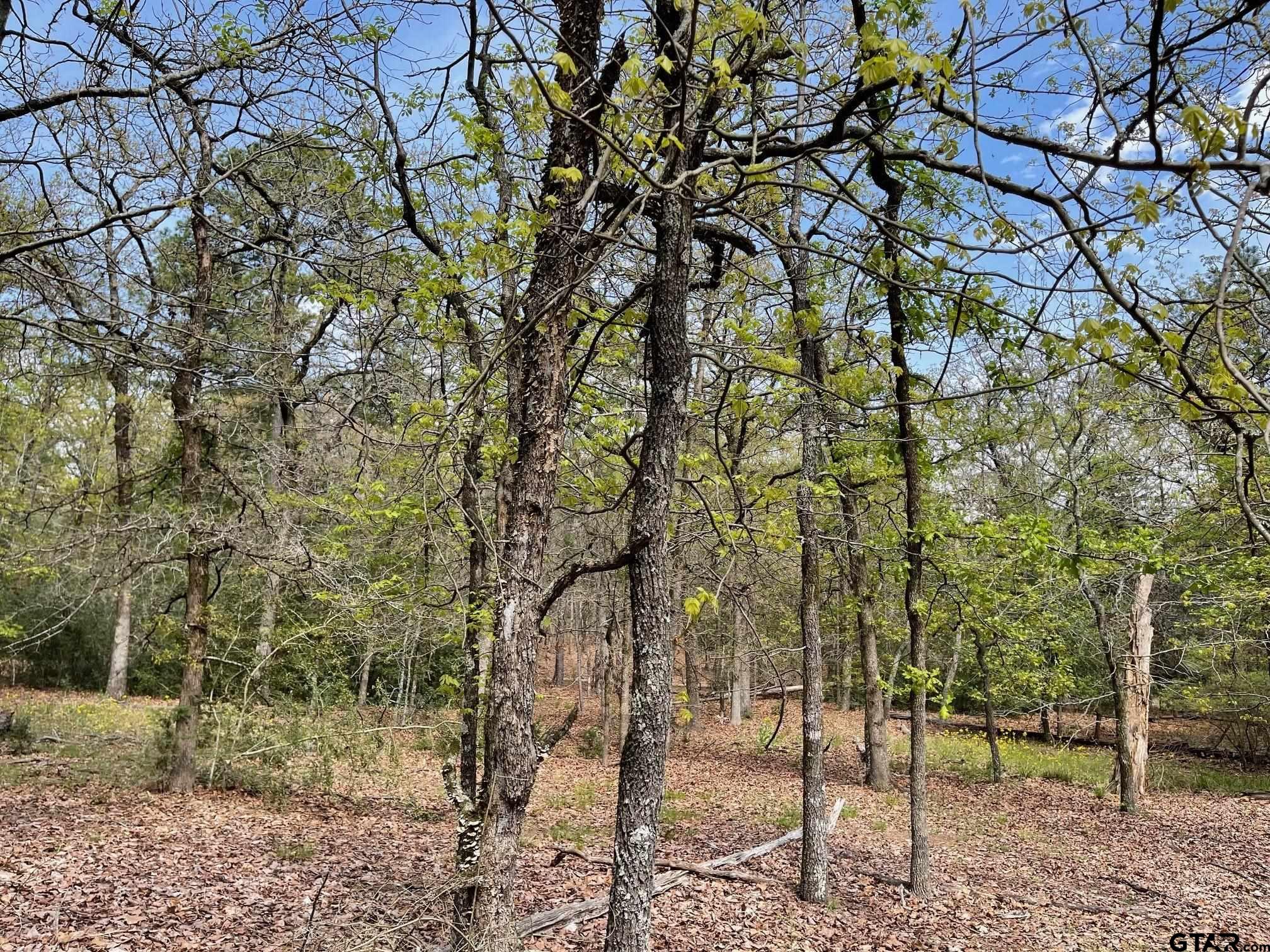 Tbd Winding Trail Holly Lake Ranch, TX 75765 - Photo 20 of 26 a backyard of a house with lots of trees