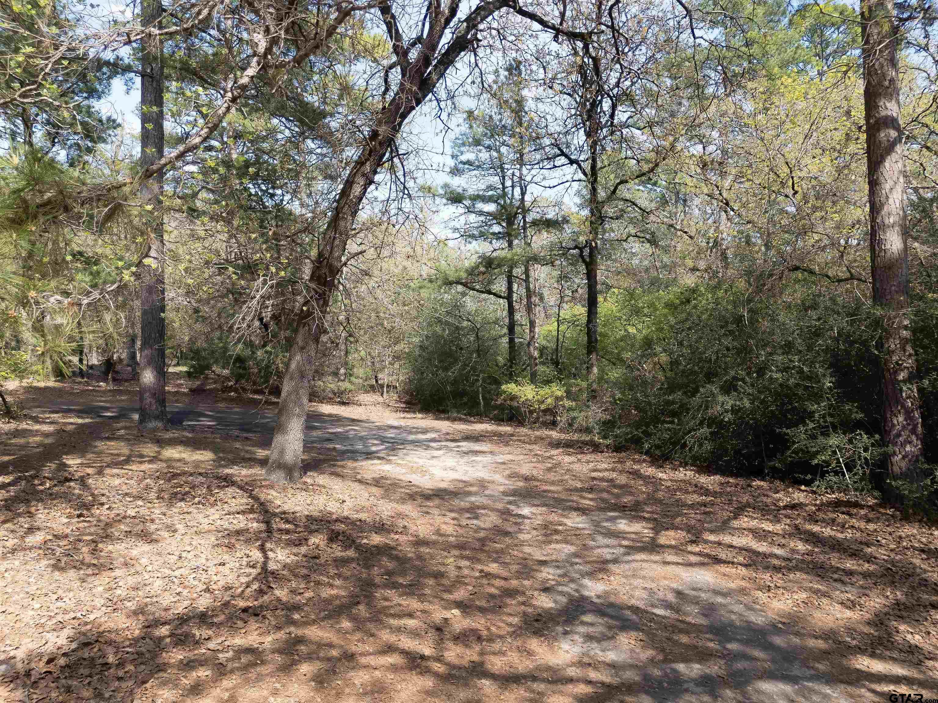Tbd Winding Trail Holly Lake Ranch, TX 75765 - Photo 2 of 26 a view of a tree in the middle of a yard