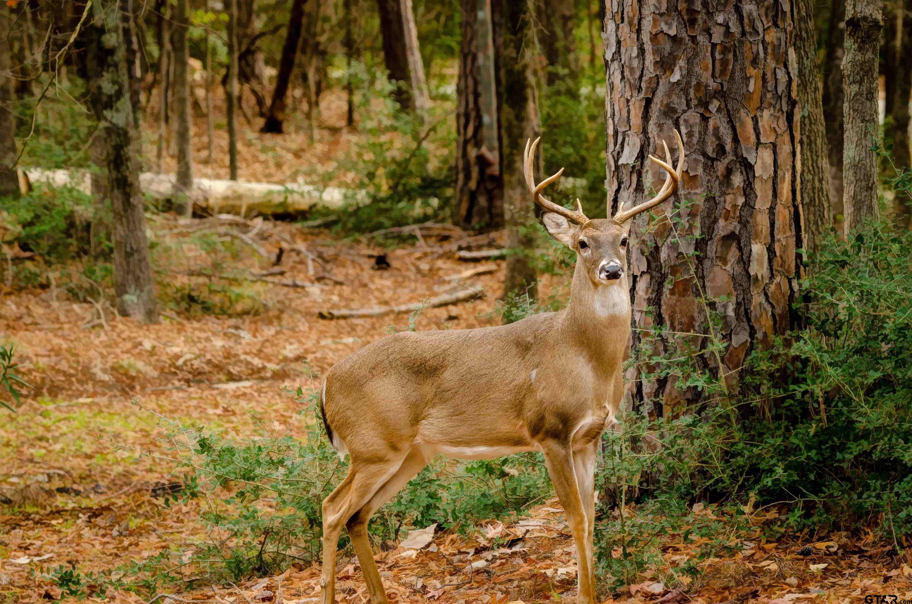 Tbd Winding Trail Holly Lake Ranch, TX 75765 - Photo 24 of 26 a picture of a tree