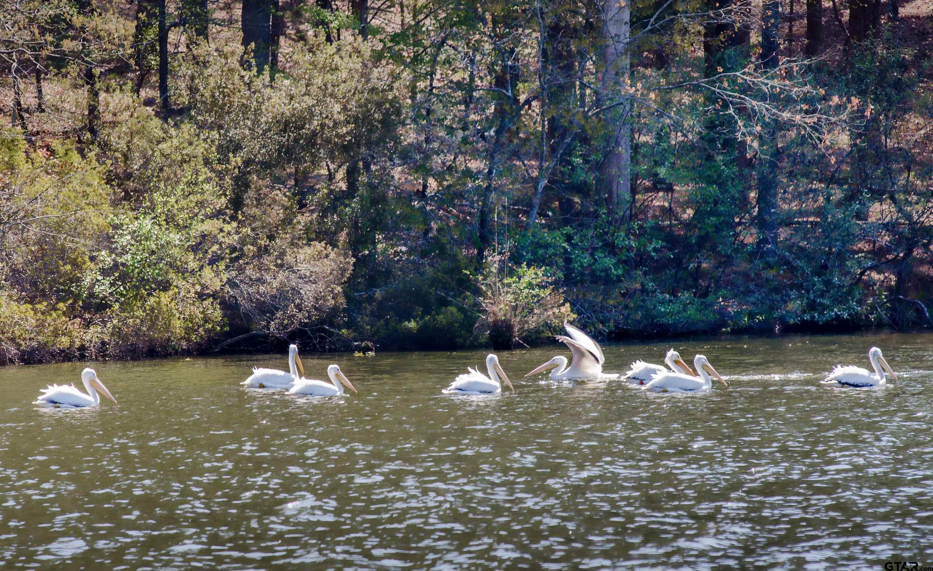 Tbd Winding Trail Holly Lake Ranch, TX 75765 - Photo 26 of 26 a view of a lake with a tree
