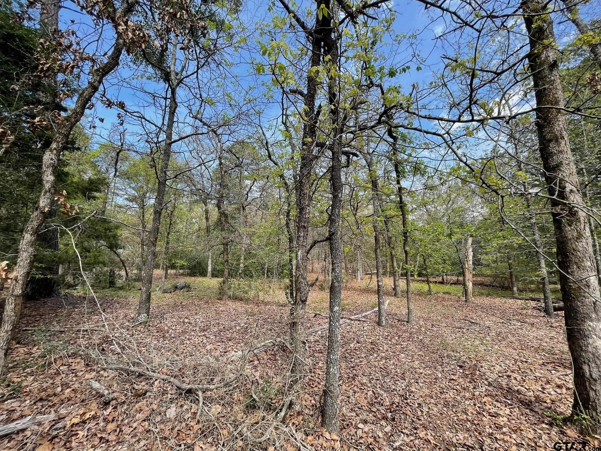 Tbd Winding Trail Holly Lake Ranch, TX 75765 - Photo 6 of 26 a view of a forest with trees in the background