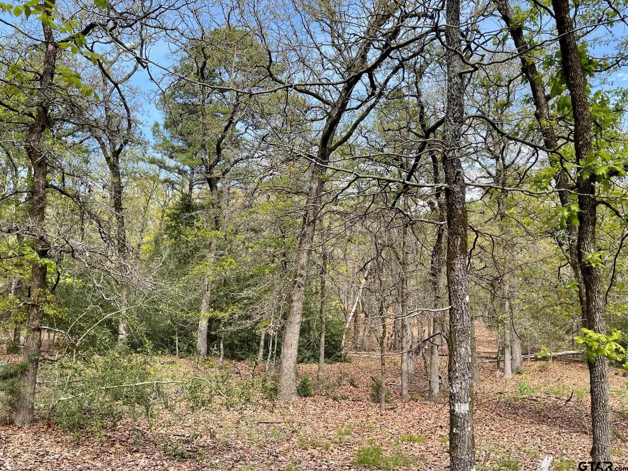 Tbd Winding Trail Holly Lake Ranch, TX 75765 - Photo 8 of 26 a backyard of a house with lots of trees