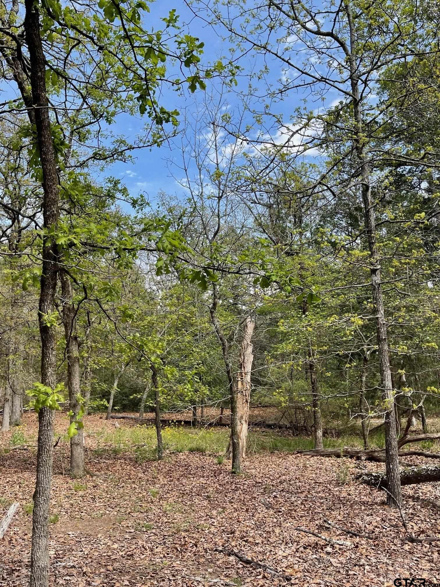 Tbd Winding Trail Holly Lake Ranch, TX 75765 - Photo 9 of 26 a backyard of a house with lots of green space