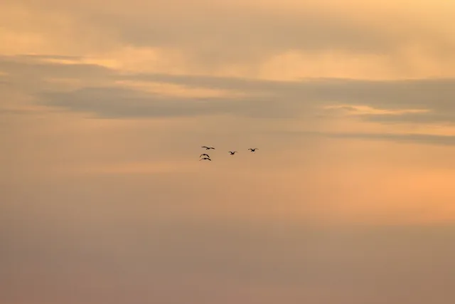 a view of a lake from a yard