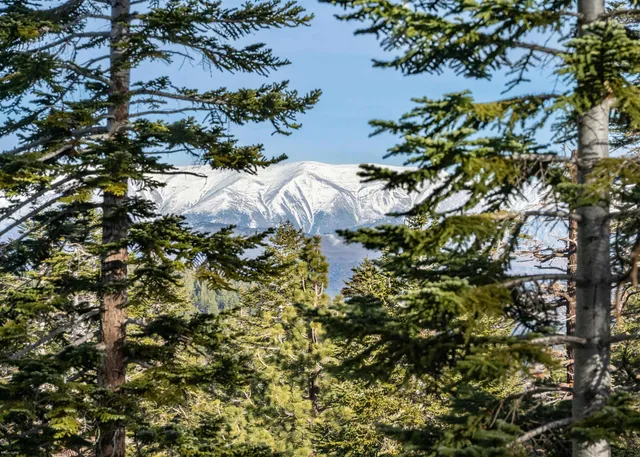 a close up of a tree