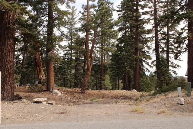 a view of a tree with a snow in the yard
