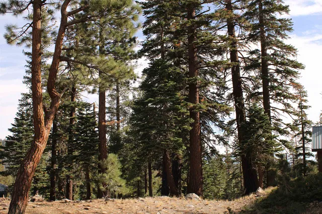 a view of snow in between two trees