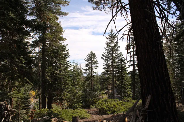 a view of a yard covered in snow