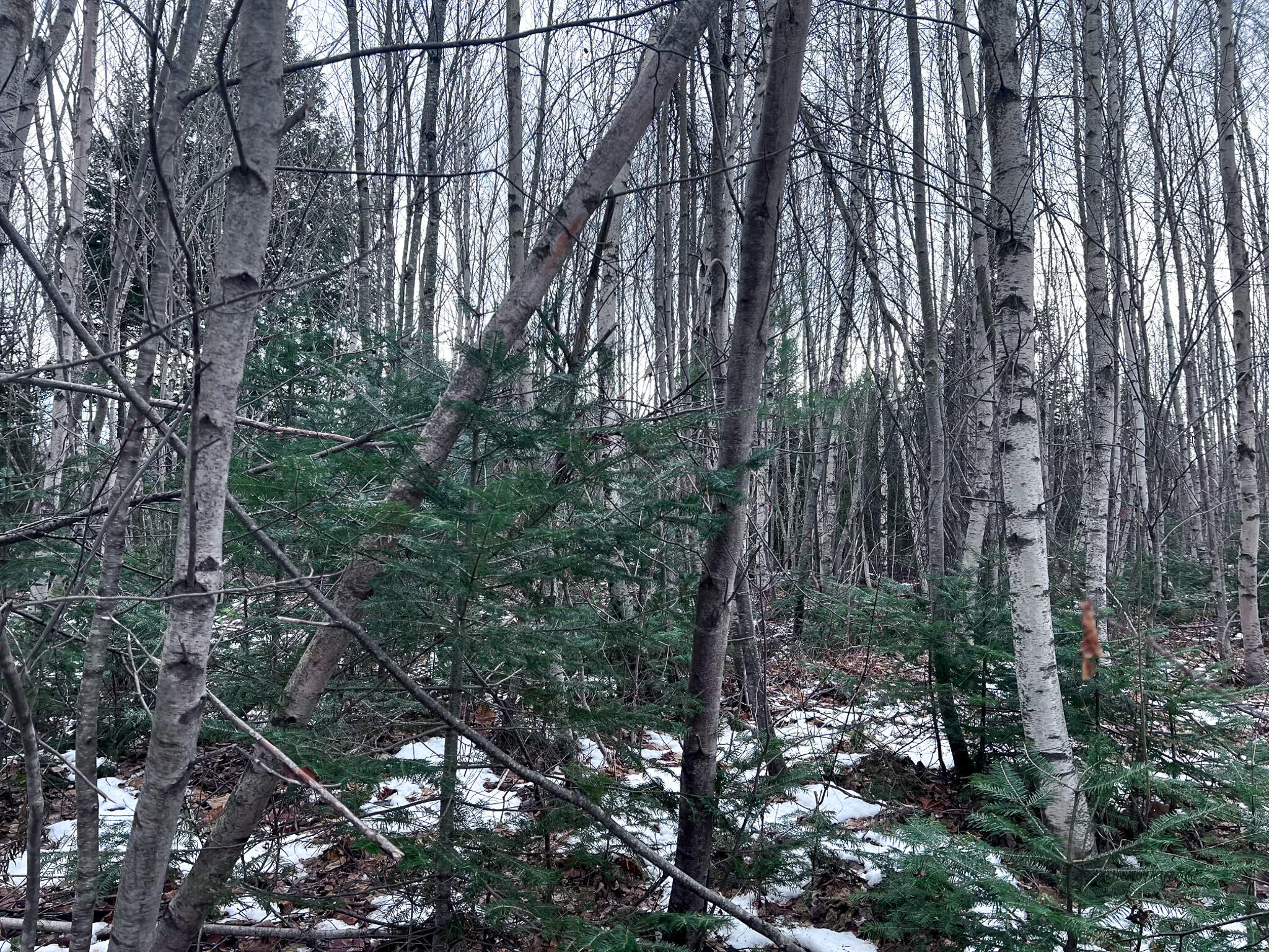 Lot 10 Woodland Ridge Road Danforth, ME 04424 - Photo 3 of 5 IMG_2255