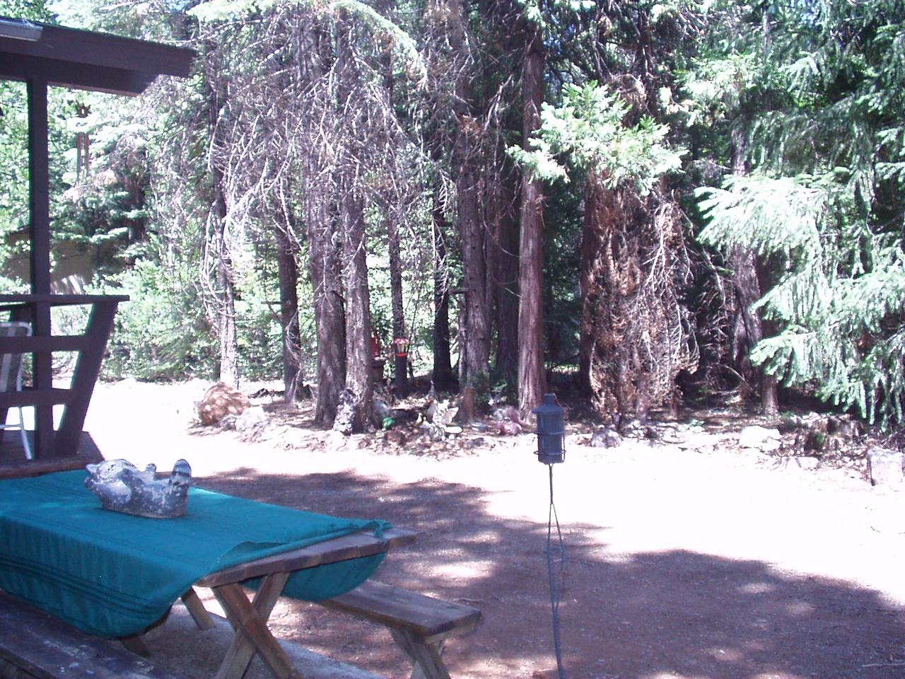 8044 Starlite Pines Road Shingletown, CA 96088 - Photo 18 of 18 Tall trees