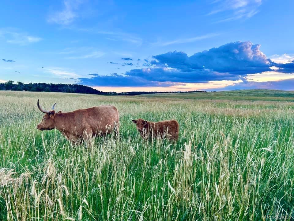 Lot 4 Wildstone Ranch Elbert, CO 80106 - Photo 34 of 42 a view of a lake from a yard