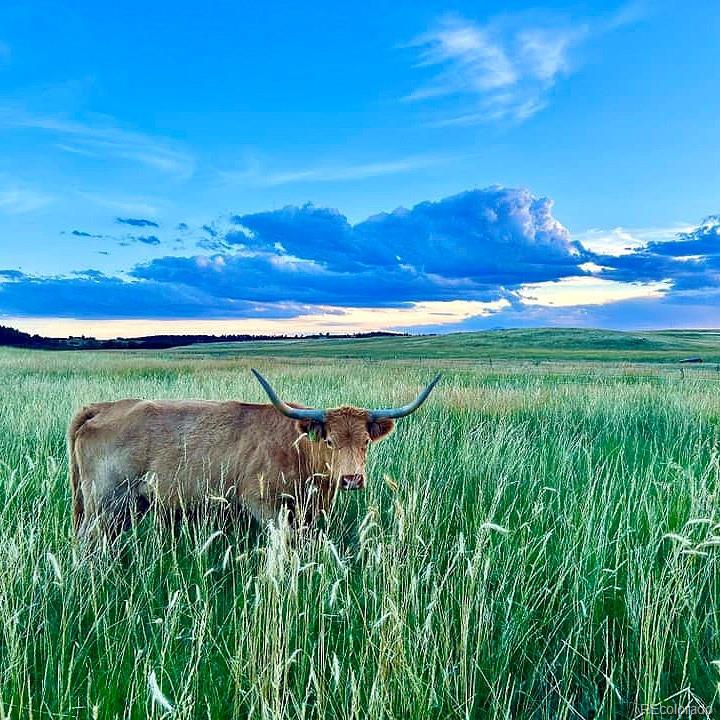 Lot 4 Wildstone Ranch Elbert, CO 80106 - Photo 41 of 42 a view of a golf course with a lake