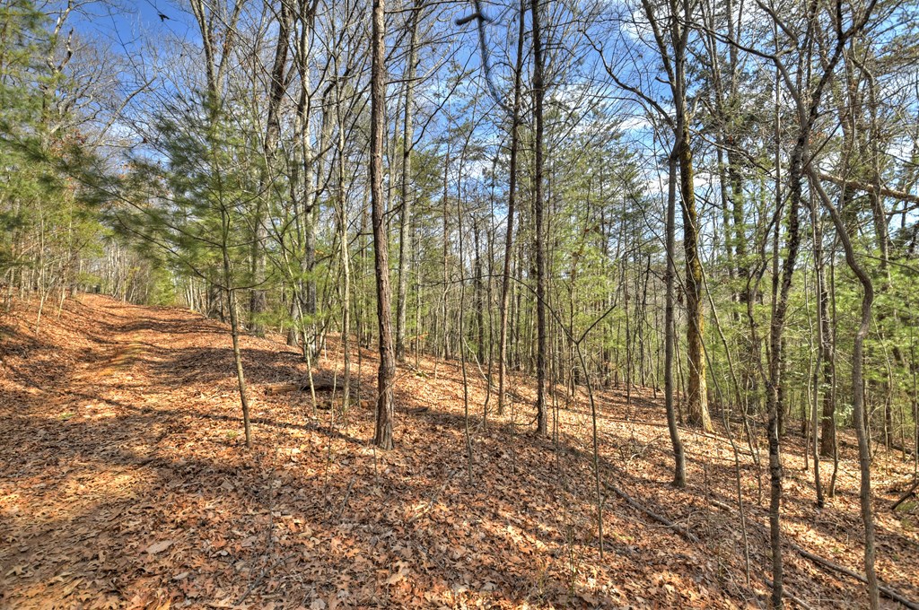 331 Chestnut Gap Road Blue Ridge, GA 30513 - Photo 40 of 44 a view of outdoor space with trees
