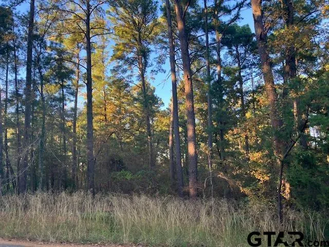 a view of a dry yard with trees