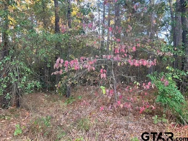 a view of a house with a tree
