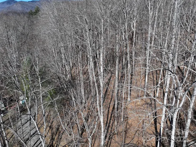 a close up of a plant