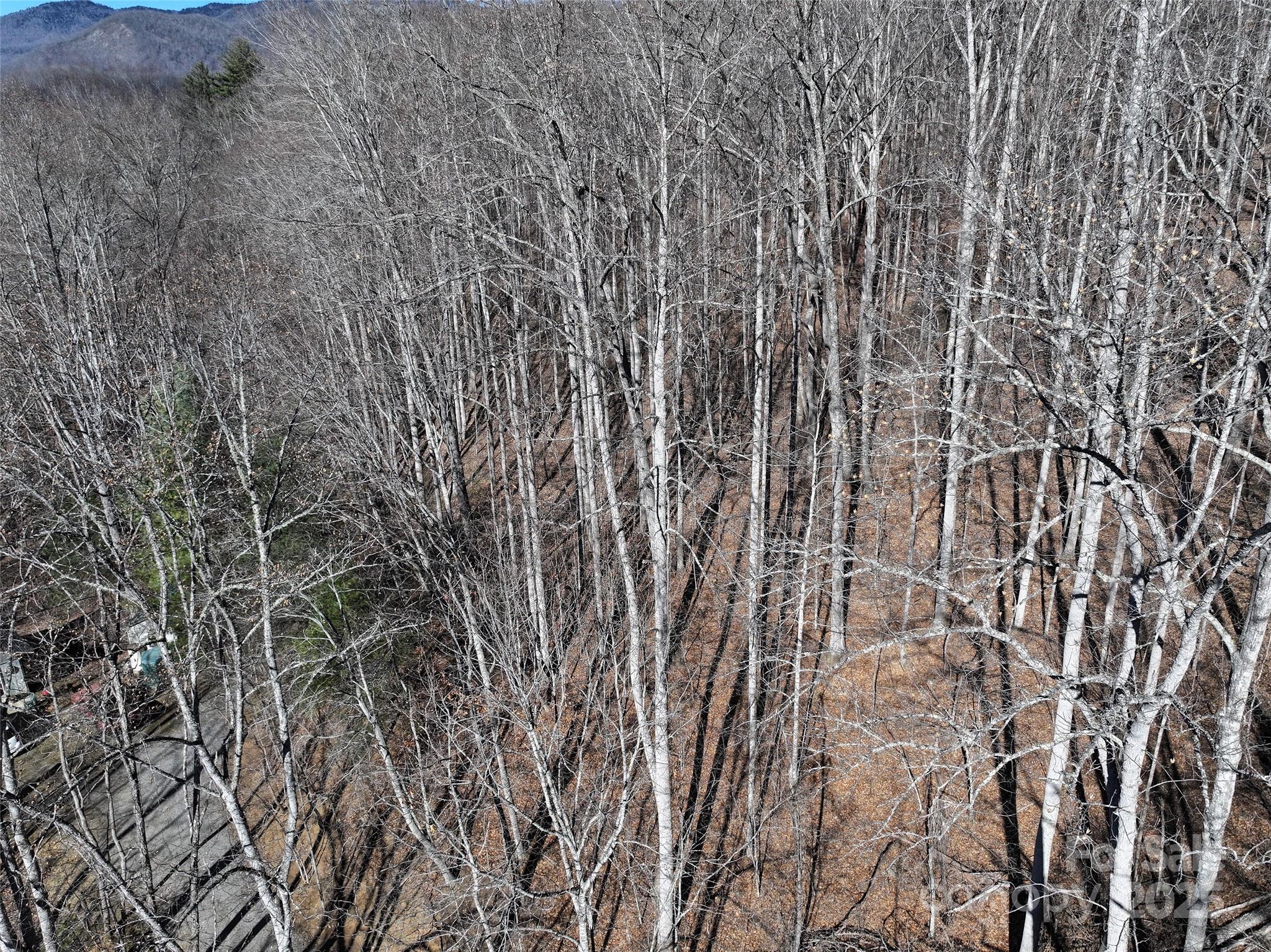 Lot 22 Top Drop Lane Sylva, NC 28779 - Photo 16 of 18 a close up of a plant in a forest